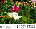 Kasui Lily Garden, Fukuroi City 140745588