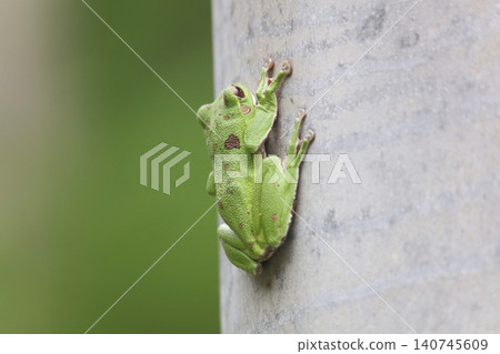 A forest tree frog on a utility pole A forest tree frog on a utility pole 140745609