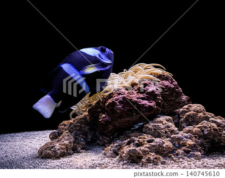 一張黑色小丑魚和珊瑚的照片。 一張黑色小丑魚和珊瑚的照片。 140745610