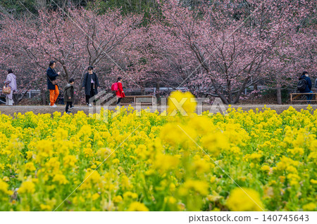 濱松市東大山的河津櫻花風景(靜岡縣) 濱松市東大山的河津櫻花風景(靜岡縣) 140745643