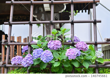 白山神社繡球花祭 白山神社繡球花祭 140745661