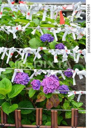 Hydrangea Festival at Hakusan Shrine Hydrangea Festival at Hakusan Shrine 140745664