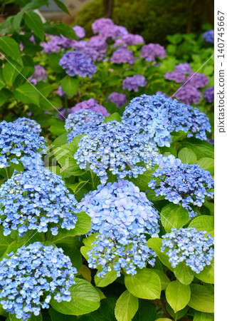 Hydrangea Festival at Hakusan Shrine Hydrangea Festival at Hakusan Shrine 140745667