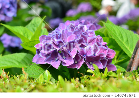 Hydrangea Festival at Hakusan Shrine Hydrangea Festival at Hakusan Shrine 140745671