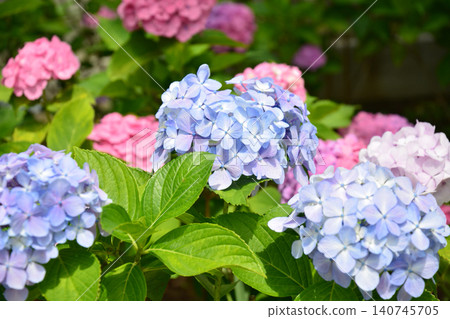 Hydrangea Festival at Hakusan Shrine Hydrangea Festival at Hakusan Shrine 140745705