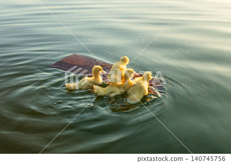 Cute baby ducks gathering around a floating wooden board on a lake Cute baby ducks gathering around a floating wooden board on a lake 140745756