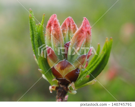 雨後的清晨,杜鵑花的花苞和嫩葉(上方有蜘蛛網) 20260528044210 雨後的清晨,杜鵑花的花苞和嫩葉(上方有蜘蛛網) 20260528044210 140745791