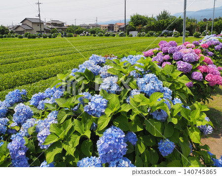 繡球花鎮繡球花 繡球花鎮繡球花 140745865