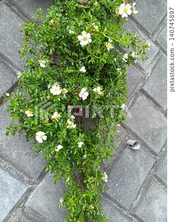 開花在路旁的白花 開花在路旁的白花 140745897