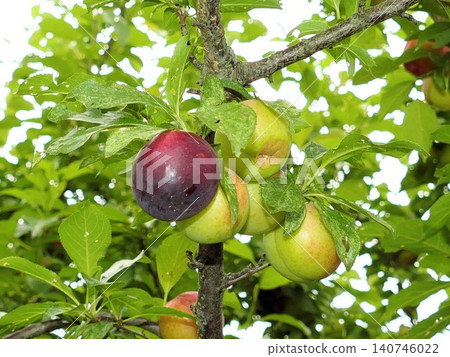 Rainy June: A hybrid of plum and cherry, 5 Rainy June: A hybrid of plum and cherry, 5 140746022