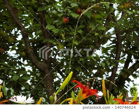 Rainy June: A hybrid of plum and cherry, 7 Rainy June: A hybrid of plum and cherry, 7 140746024