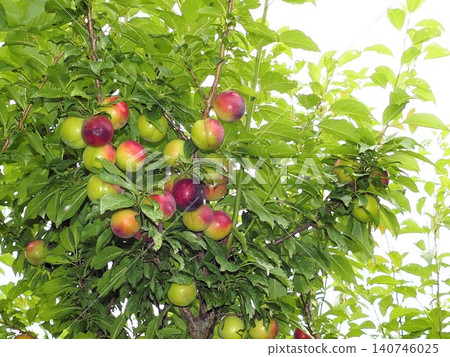 Rainy June: A hybrid of plum and cherry, 8 Rainy June: A hybrid of plum and cherry, 8 140746025