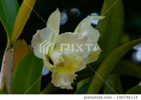Closeup view of blooming white Cattleya orchid flower 140746114