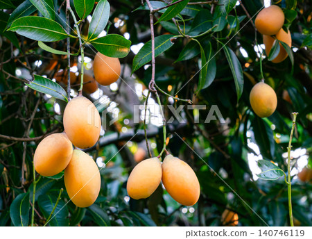 Bunches of marian prum fruit Bunches of marian prum fruit 140746119
