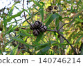 Cluster of Brown Seed Pods on Branch with Green Leaves. 140746214