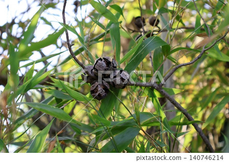 Cluster of Brown Seed Pods on Branch with Green Leaves. Cluster of Brown Seed Pods on Branch with Green Leaves. 140746214