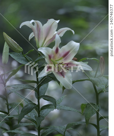 A gorgeous and beautiful lily flower 140746377
