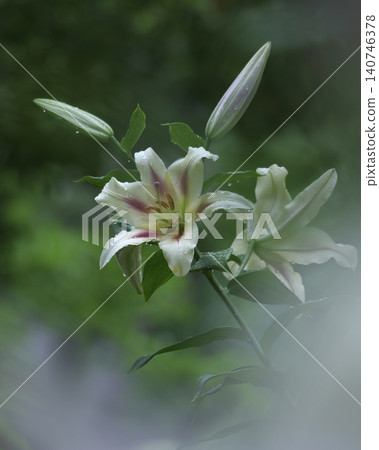A gorgeous and beautiful lily flower 140746378