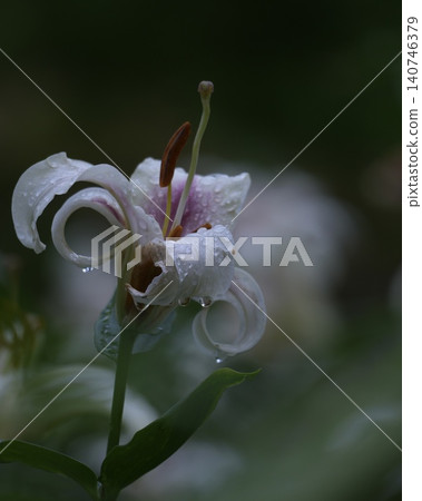 A gorgeous and beautiful lily flower 140746379