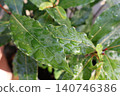 Green Leaves with Water Droplets Close Up. 140746386