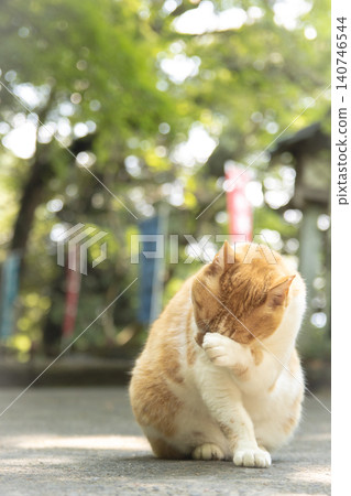 A brown and white cat grooming itself A brown and white cat grooming itself 140746544