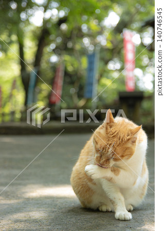 A brown and white cat grooming itself A brown and white cat grooming itself 140746545
