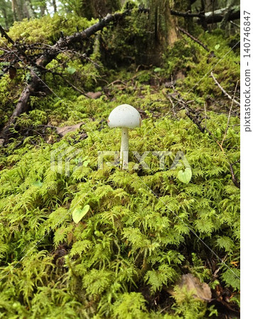美麗的劇毒蘑菇白毒鵝膏菌(Amanita virosa)野生於富士山的原始森林中。 美麗的劇毒蘑菇白毒鵝膏菌(Amanita virosa)野生於富士山的原始森林中。 140746847
