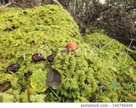 富士山落葉松林苔蘚叢中的野生黃牛肝菌。 140746848