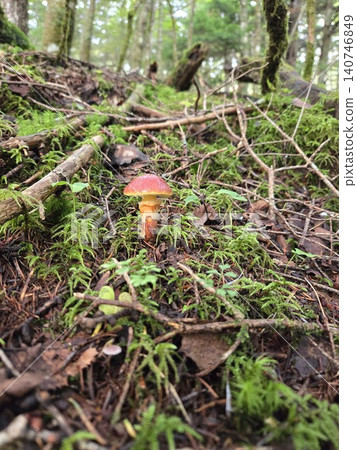 A vertical shot of a single wild Suillus luteus growing in a larch forest on Mt. Fuji. A vertical shot of a single wild Suillus luteus growing in a larch forest on Mt. Fuji. 140746849