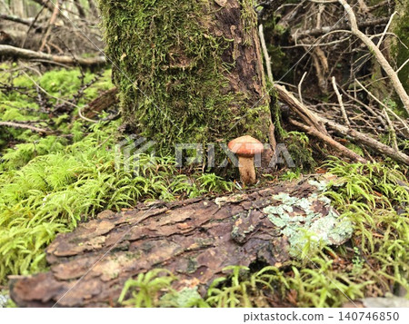 牛肝菌(Boletus edulis)是一種生長在富士山原始森林中苔蘚覆蓋的樹木底部的樹木。 牛肝菌(Boletus edulis)是一種生長在富士山原始森林中苔蘚覆蓋的樹木底部的樹木。 140746850
