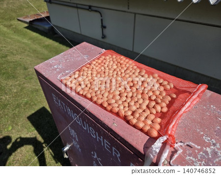 A scene of ginkgo nuts drying in a net on top of a fire extinguisher box on a clear autumn day. A scene of ginkgo nuts drying in a net on top of a fire extinguisher box on a clear autumn day. 140746852