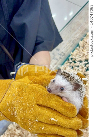 Hedge eating food Hedge eating food 140747065