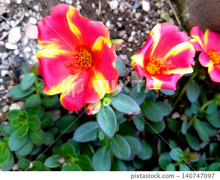 A summer flowerbed in which vibrant red and yellow portulaca flowers are in bloom. A summer flowerbed in which vibrant red and yellow portulaca flowers are in bloom. 140747097