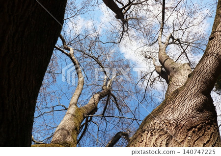 A giant tulip tree that has lost its leaves A giant tulip tree that has lost its leaves 140747225