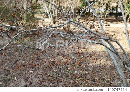 The dried-up fruit of the Japanese holly during the winter The dried-up fruit of the Japanese holly during the winter 140747234