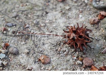 The spiky fruit of the sweetgum tree 140747244