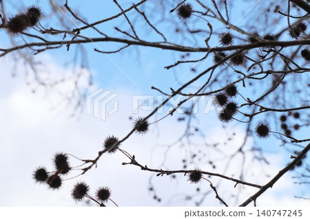 Round fruits that grow on the sweetgum tree 140747245