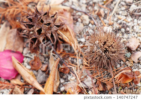 Sweetgum (left) and sweetgum (right) fruits 140747247