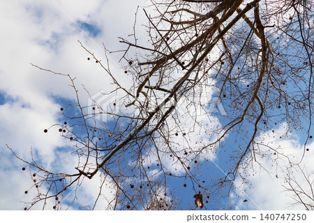 The round fruit of the American sycamore. The round fruit of the American sycamore. 140747250