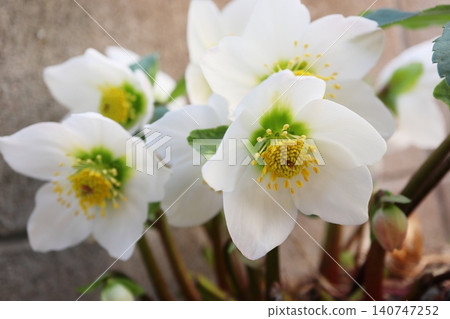 Christmas roses in full bloom (Helleborus niger) 140747252