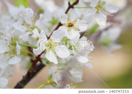 White flowers of plum White flowers of plum 140747253