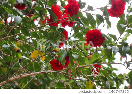 A bright red, double-flowered camellia, Satsuma Kurenai. A bright red, double-flowered camellia, Satsuma Kurenai. 140747255