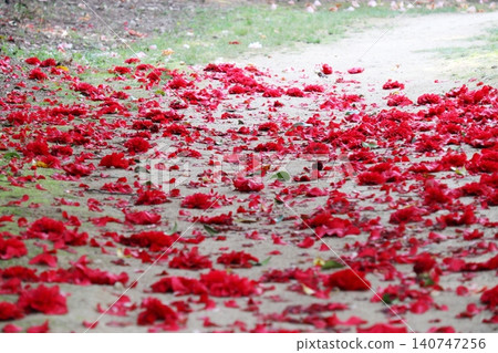 Bright red camellia blossoms scattered on the ground. Bright red camellia blossoms scattered on the ground. 140747256