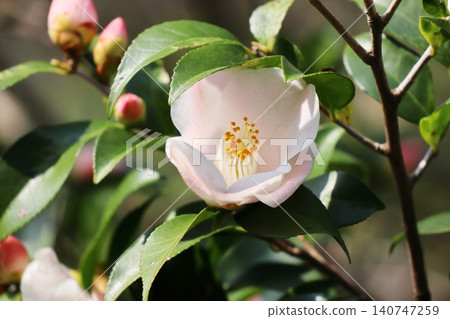 pale pink camellia flowers pale pink camellia flowers 140747259