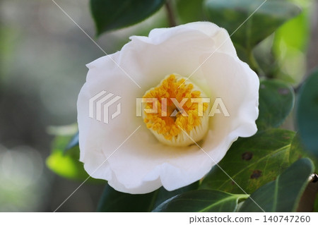 White camellia flowers 140747260