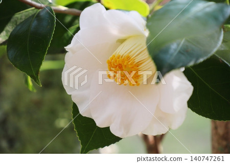 White camellia flowers 140747261
