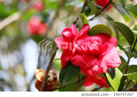 A camellia with five different flowers blooming from a single tree: a double-flowered camellia with five different colors. A camellia with five different flowers blooming from a single tree: a double-flowered camellia with five different colors. 140747267