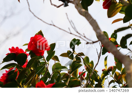 A red twin camellia camellia A red twin camellia camellia 140747269