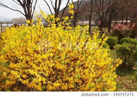 Yellow Forsythia flower Yellow Forsythia flower 140747271