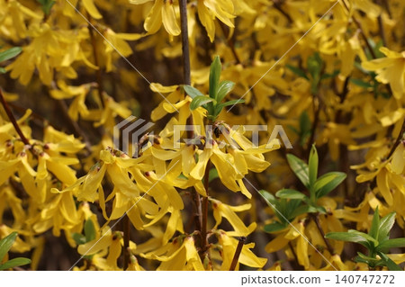 Yellow Forsythia flower Yellow Forsythia flower 140747272